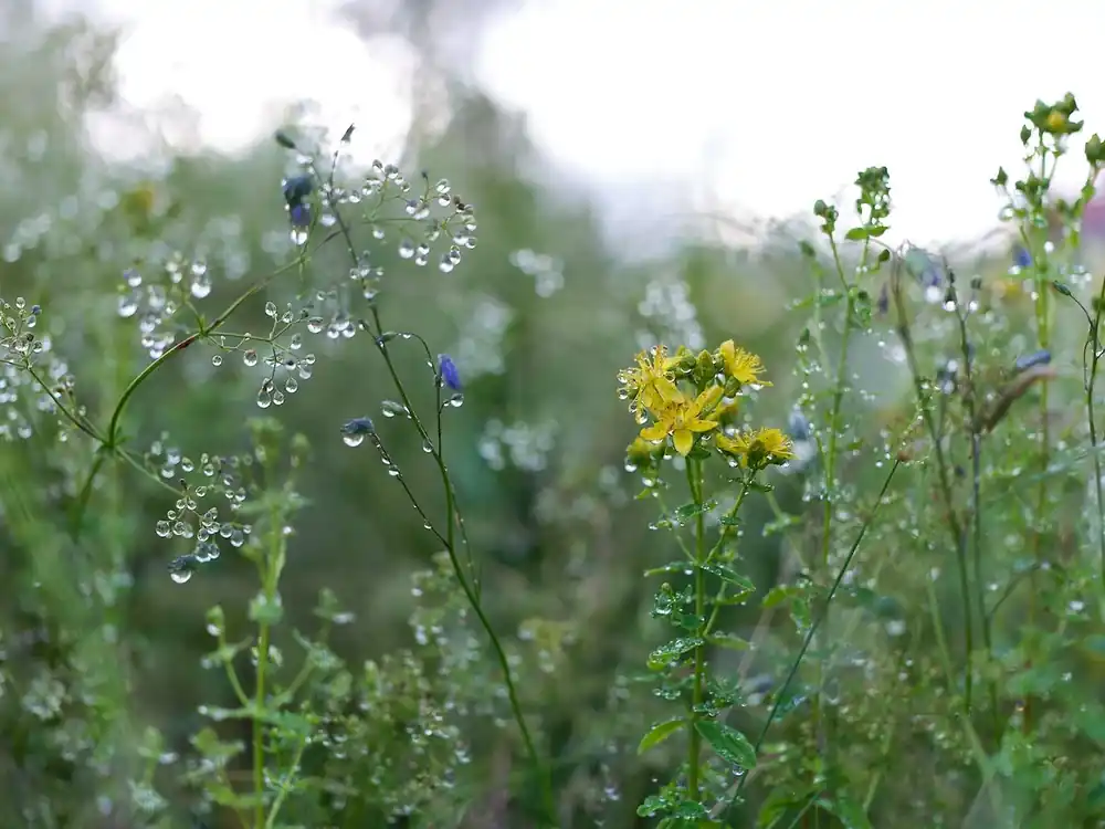 Anders Ludvigson - Dewy summer meadow 2 - Nyhet hos oss