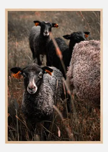 Curious Black Sheep Poster (21x29.7 cm (A4))