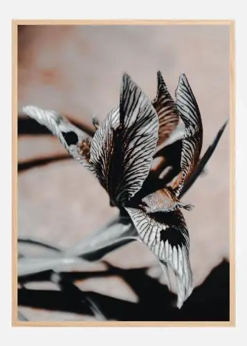 Striped Iris Bloom Poster (21x29.7 cm (A4))