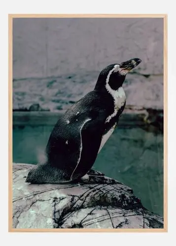 Penguin Looking Up Poster (21x29.7 cm (A4))